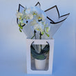 Load image into Gallery viewer, A graceful orchid plant, symbolizing beauty, strength, and eternal remembrance. Perfect for expressing sympathy and available for same-day delivery to offer comfort and support.