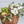 Load image into Gallery viewer, Fruits Flowers Basket Your flowers will be hand-delivered that same day! Choose from our collection of Florist Delivered flower arrangements, plants, gift baskets, balloons, or our other signature items.Your premier provider of flowers &amp; gifts for all occasions.We delivers flower arrangements and custom bouquets throughout Las Vegas and offers same-day flower delivery for last-minute gift needs! Best Value Flowers &amp; Gifts.Shop Local! Las Vegas Florist Delivers Flowers Same Day. 
